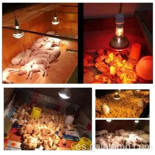 E27 150W Bulbo de calor infrarrojo rojo